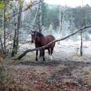FORMATION SANTÉ DE SON CHEVAL 