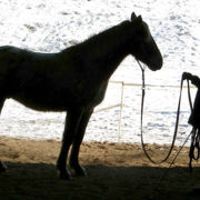 ÉTHOLOGIE ÉQUINE INITIATION - SAVOIR 1