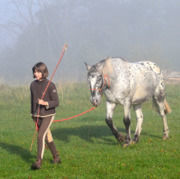 ÉTHOLOGIE ÉQUINE PERFECTIONNEMENT - SAVOIR 2