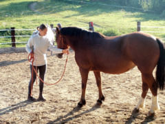 Savoir faire reculer son cheval - Un exercice fondamental en éthologie