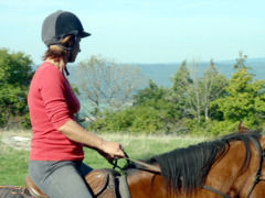 Des chevaux doux et éduqués