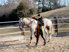 Le codage - Mettre en place un codage pour que le cheval puisse nous comprendre. 