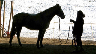 Ethologie equine savoir 1 - Savoir obtenir l'attention du cheval