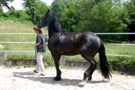 L'espace personnel - est fondamental dans la relation que l'homme entretien avec le cheval. Sans ce respect mutuel, c'est difficile d'avancer.