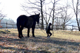 Cheval âne ou mulet - On travaillera sur le même principe en s’adaptant au type d'équidé...