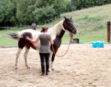 L'équitation éthologique s'adresse à tous -  Du débutant au confirmer, du randonneur au cavalier de concours de C.S.O.. Un cheval reste avant tout un cheval !
