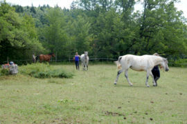 Le cheval ne doit pas perdre son cavalier - Si il ne veut pas se retrouver tout seul...