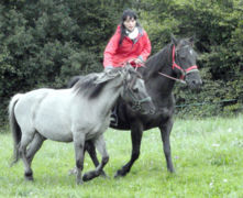 Travail du cheval de main - Pour partir en randonnée avec un cheval de bat