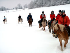 Les chevaux marchent dans les traces des autres  - C'est moins fatiguant quand il y a de la neige
