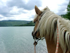 Les chevaux seraient-ils sensible au paysage ?