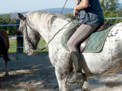Libre de faire - Dans le travail de la flexion verticale il est nécessaire que le cheval soit libre de ne pas faire car si il n'est pas prêt physiquement à vous le donner il peut refuser. 
