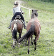 travail du cheval de main sur plan ascendant