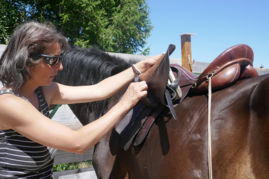 saddle-fiting - Savoir les grands principes du choix d'une selle et de sa place sur le dos du cheval